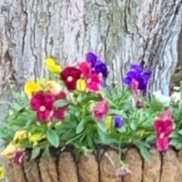 Meet your Posher, Deb - Picture 1 of 1